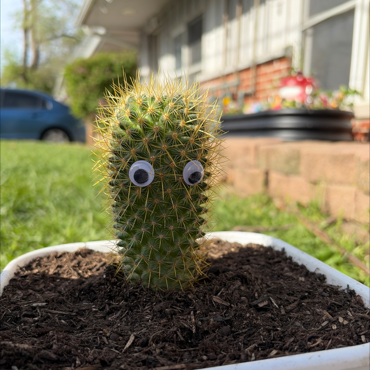 Photo of the plant species Mammilaria by @GoodyMira named Ferb on Greg, the plant care app
