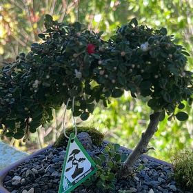 Photo of the plant species Rockspray Cotoneaster by @SurefireIvy14 named Kylie on Greg, the plant care app