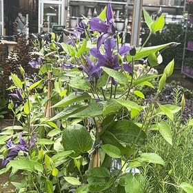 Photo of the plant species Italian Leather Flower by @WinOakleafivy5 named Pax on Greg, the plant care app