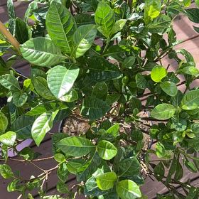 Photo of the plant species Gardenia by @JollyBroom95 named Gardenia on Greg, the plant care app