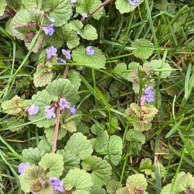 Photo of the plant species Creeping Charlie by @JollyBroom95 named Emerson on Greg, the plant care app