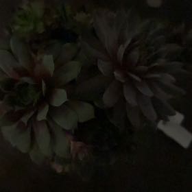 Photo of the plant species Giant Chalk Dudleya by @PoisedMahoe62 named Pitufina on Greg, the plant care app