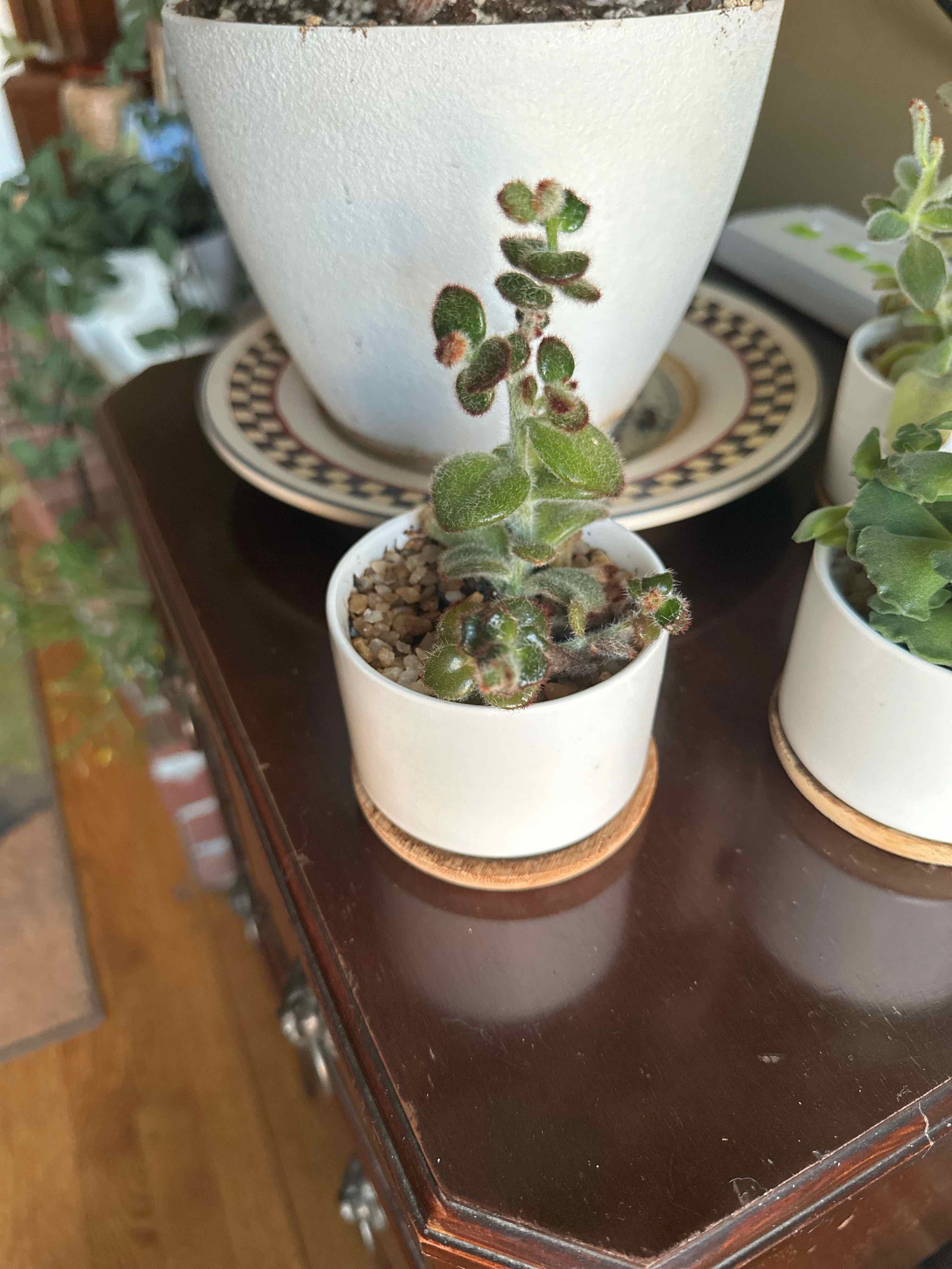 Panda Plant plant photo by @sweetsucculent named Oscar on Greg, the plant care app.