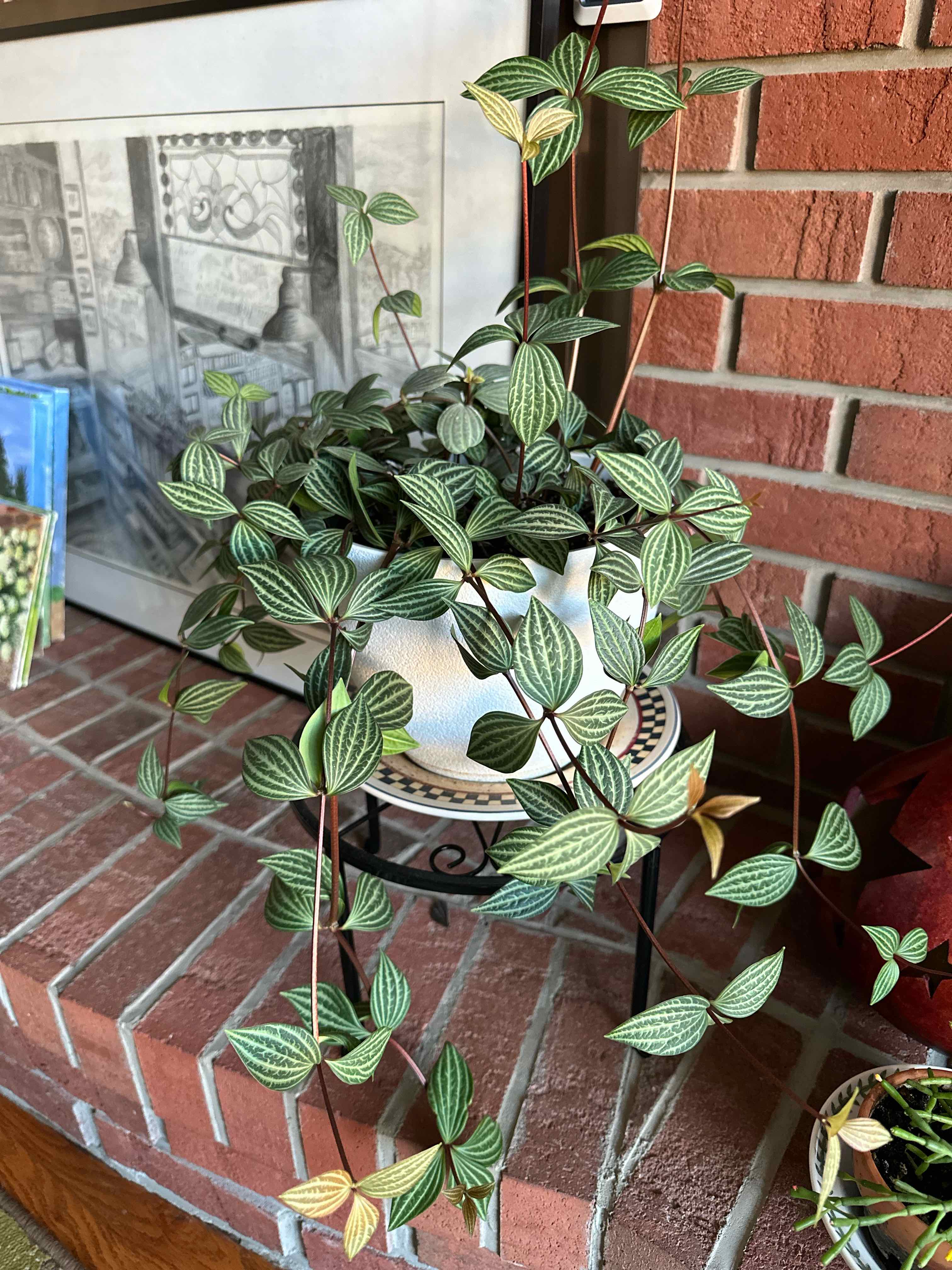 Healthy parallel peperomia plant in a decorative pot on a brick surface.