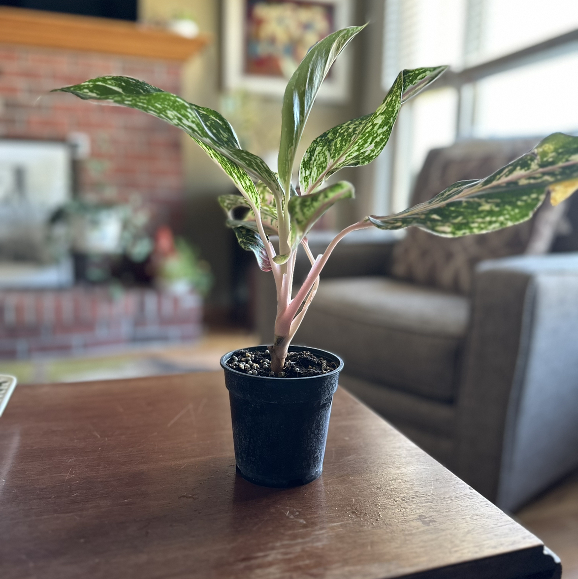 Aglaonema 'Sparkling Sarah' plant in a black pot on a table indoors.