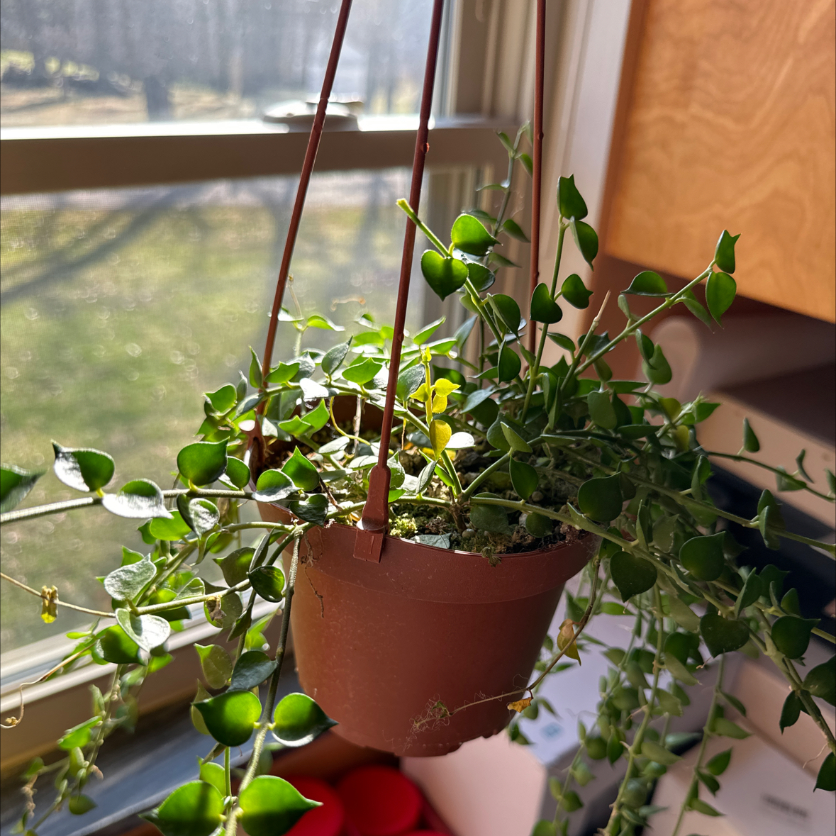Hanging Million Hearts plant with heart-shaped green leaves near a window.