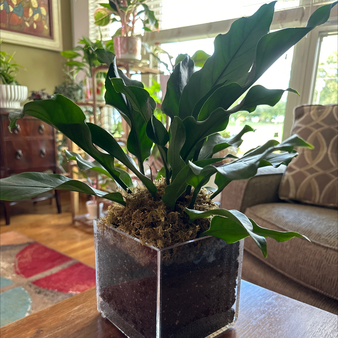 Photo of the plant species Anthurium Fruffles by @sweetsucculent named Arthur on Greg, the plant care app