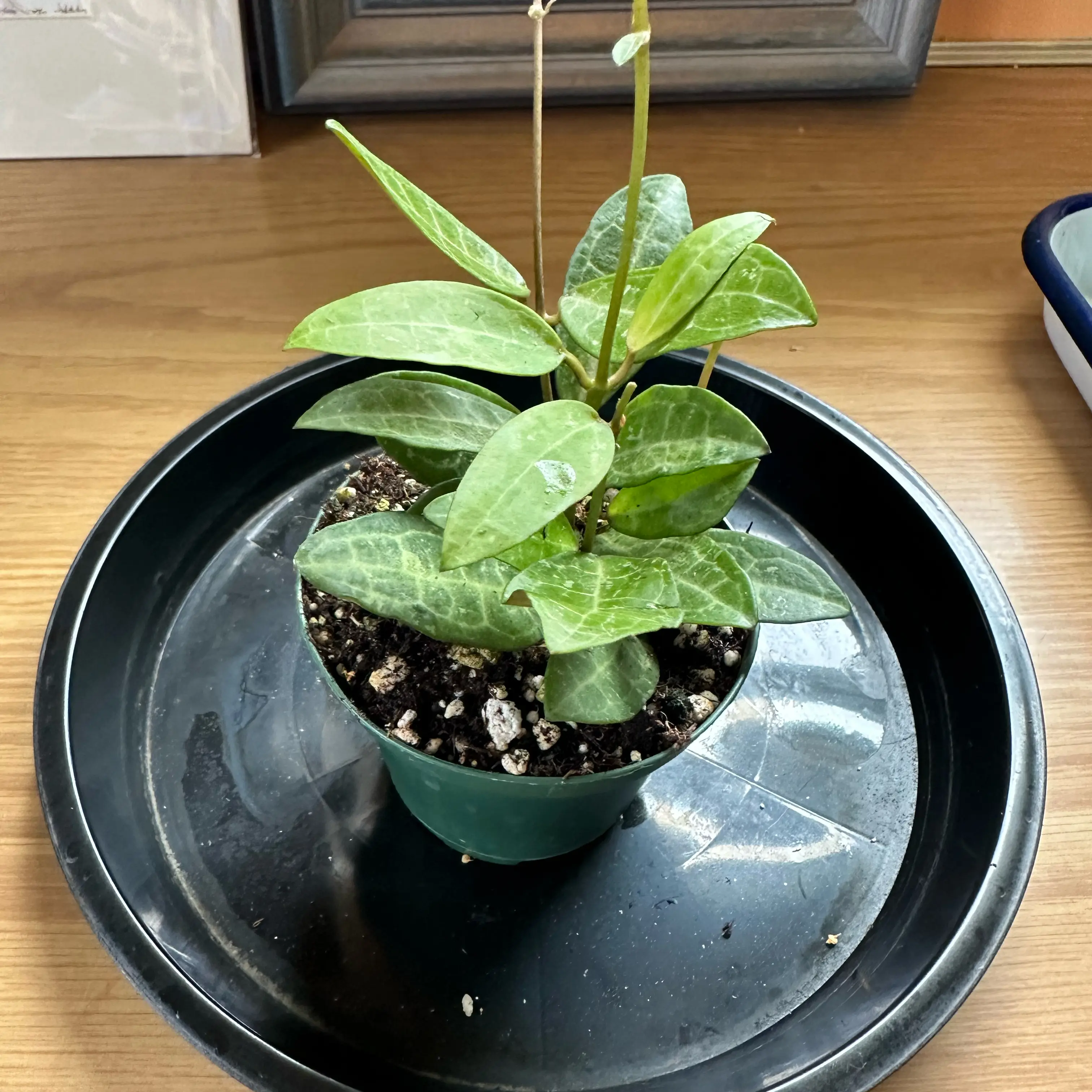 Photo of the plant species Hoya elliptica by @sweetsucculent named Eclipse on Greg, the plant care app