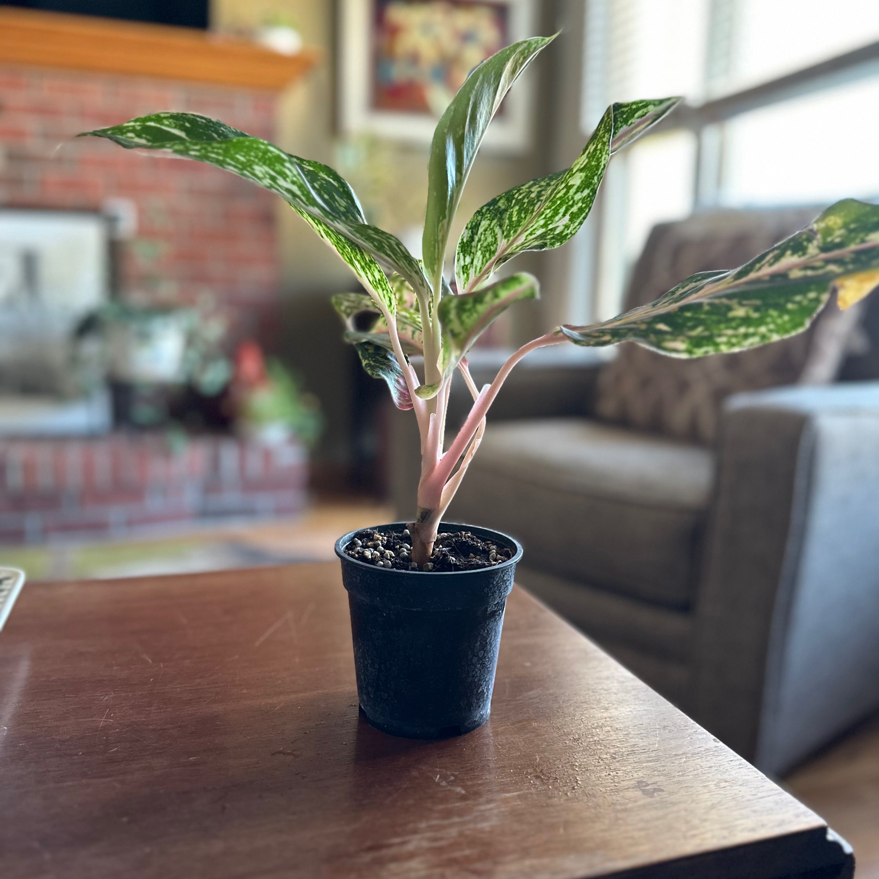 Potted Aglaonema 'Sparkling Sarah' plant on a table, healthy with variegated leaves.