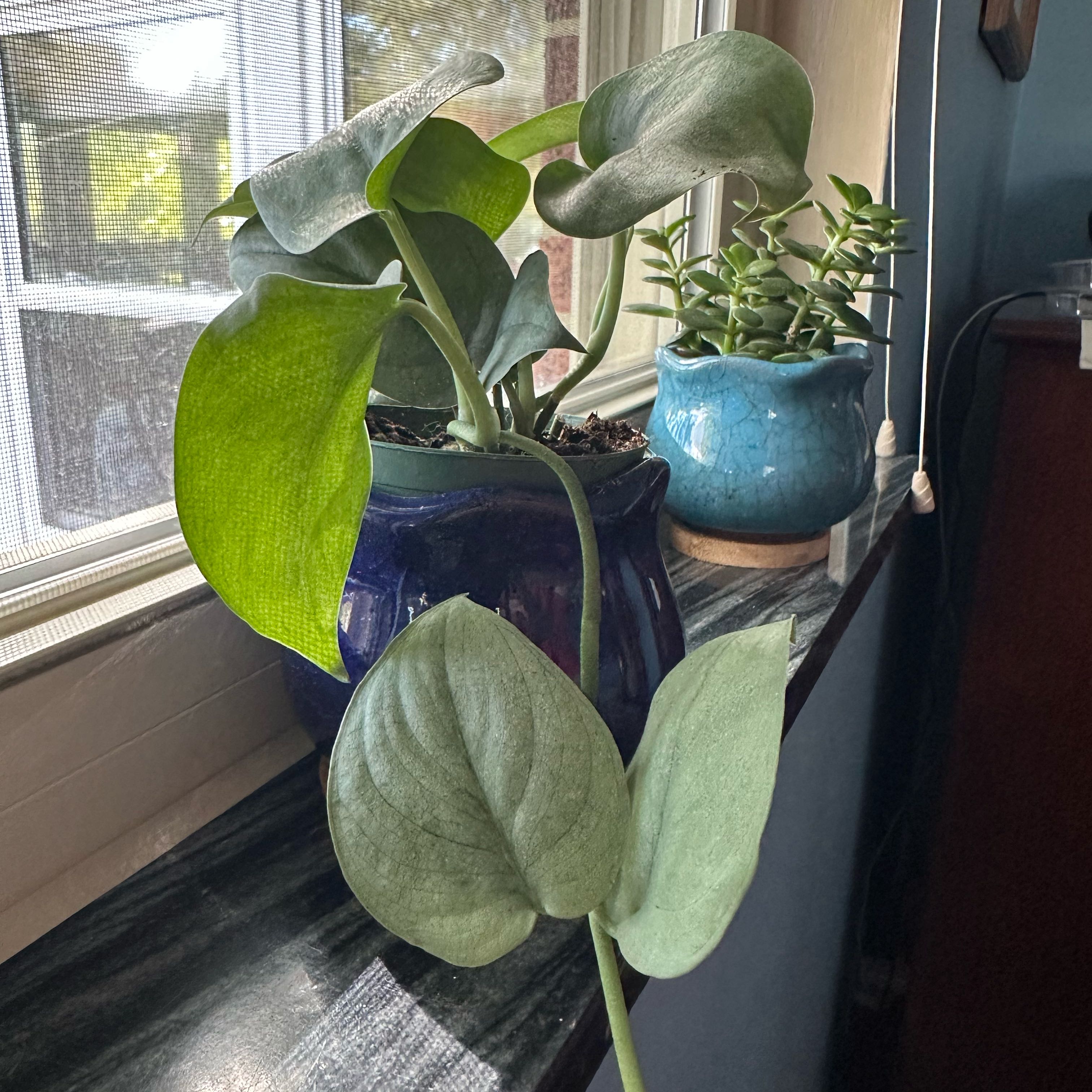 Photo of the plant species Platinum Satin Pothos by @sweetsucculent named Silver scindapsus on Greg, the plant care app