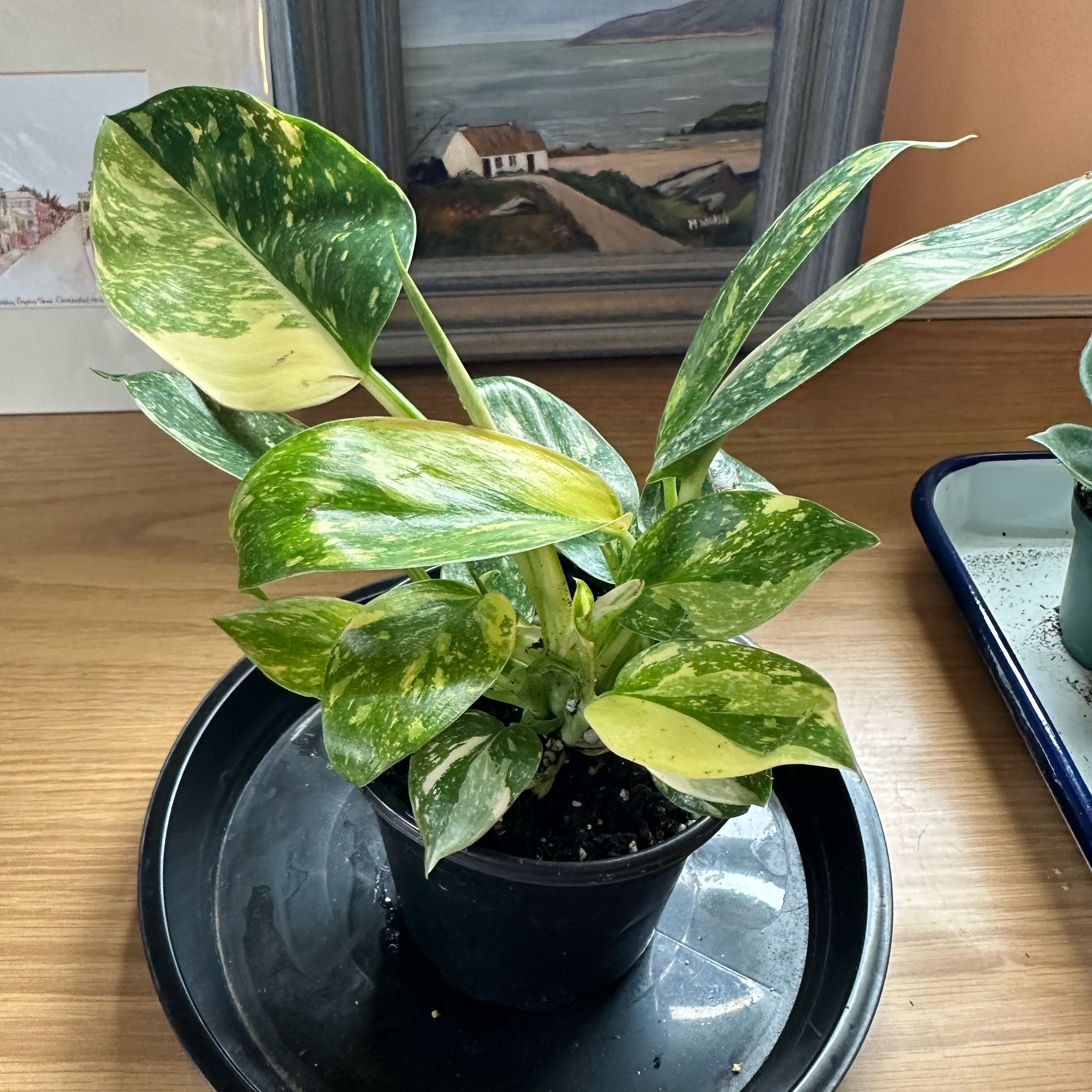 Photo of the plant species Philo Green Congo Nuclear by @sweetsucculent named Congo on Greg, the plant care app