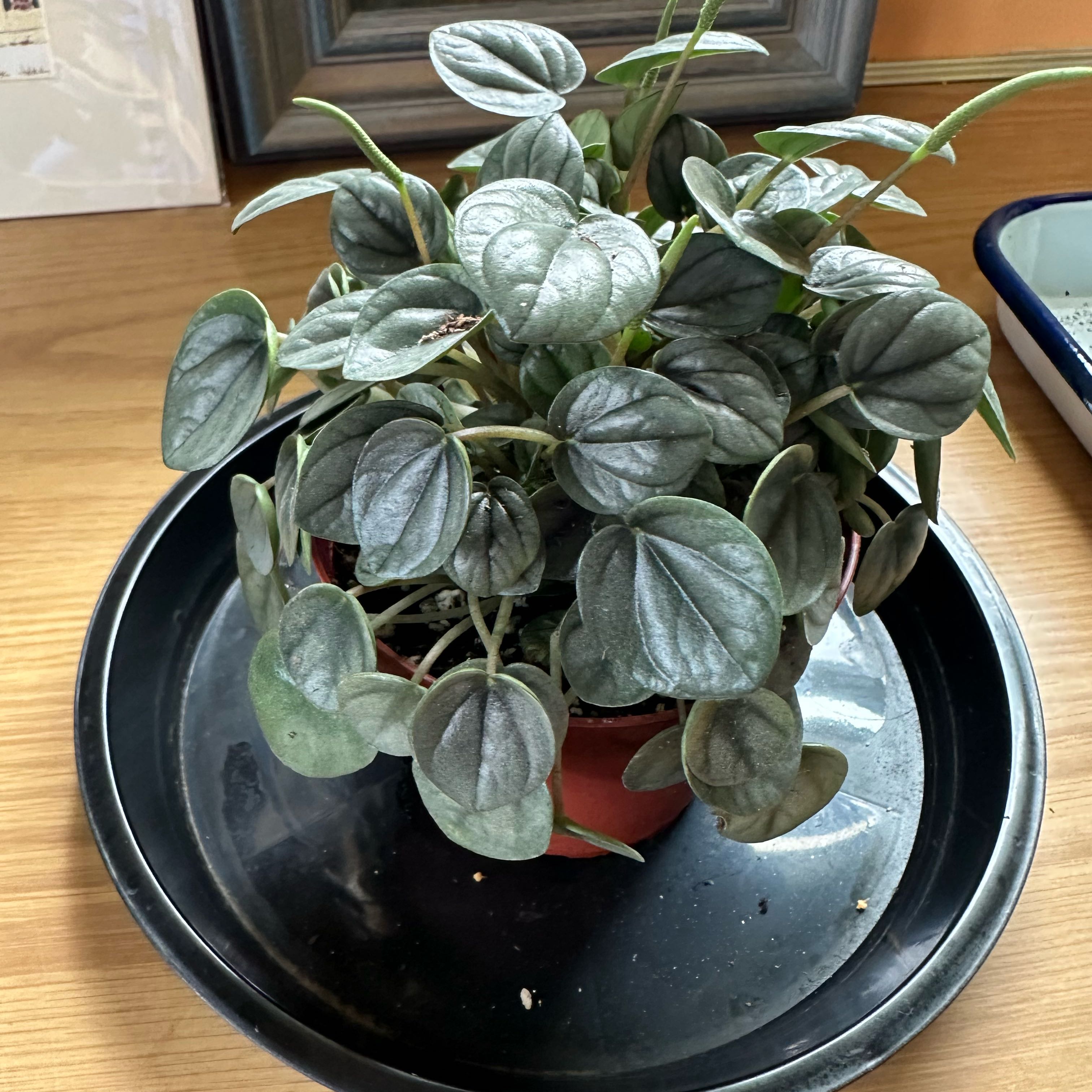 Photo of the plant species Peperomia Little Tuscany by @sweetsucculent named Toscanini on Greg, the plant care app