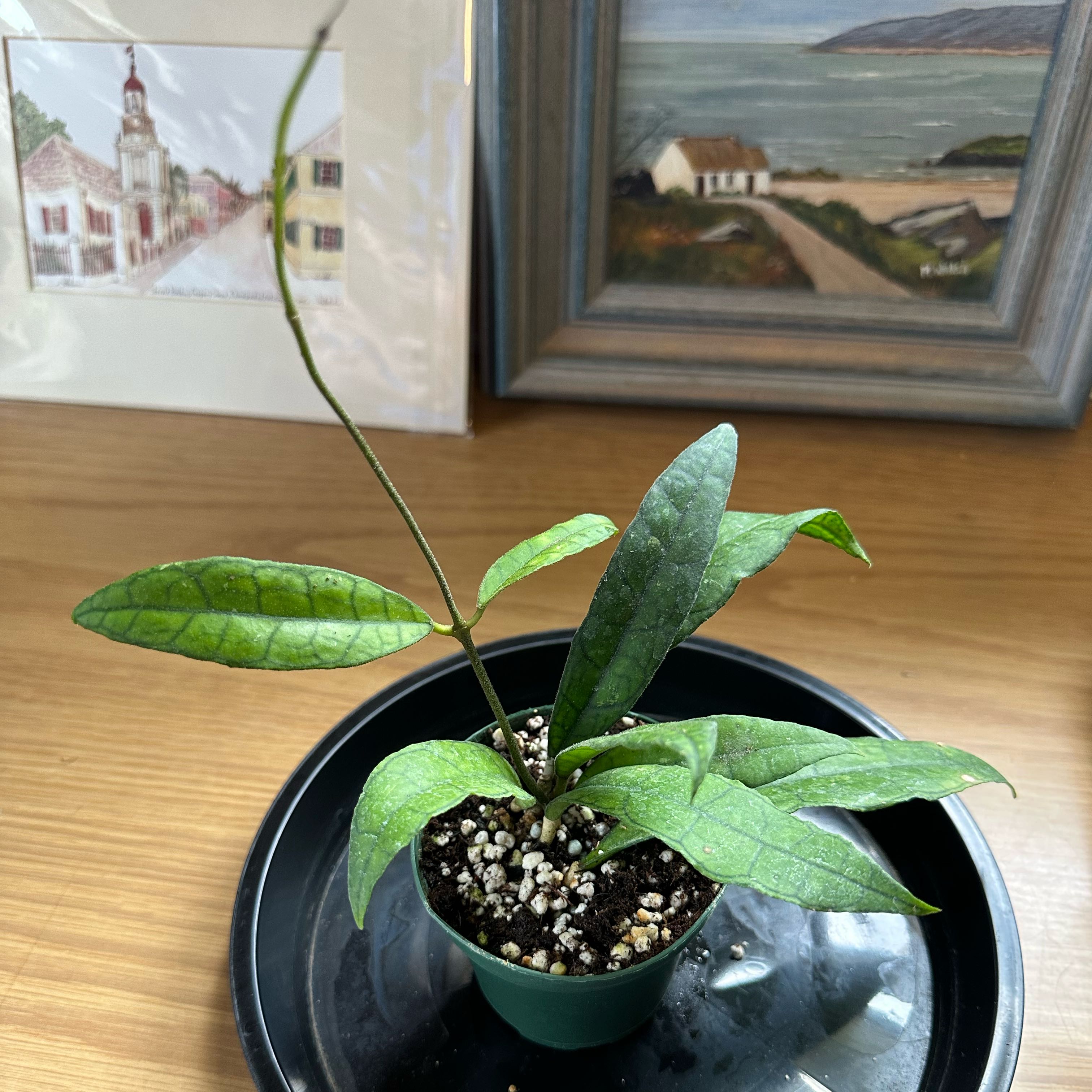Photo of the plant species Hoya elliptica by @sweetsucculent named Eclipse on Greg, the plant care app