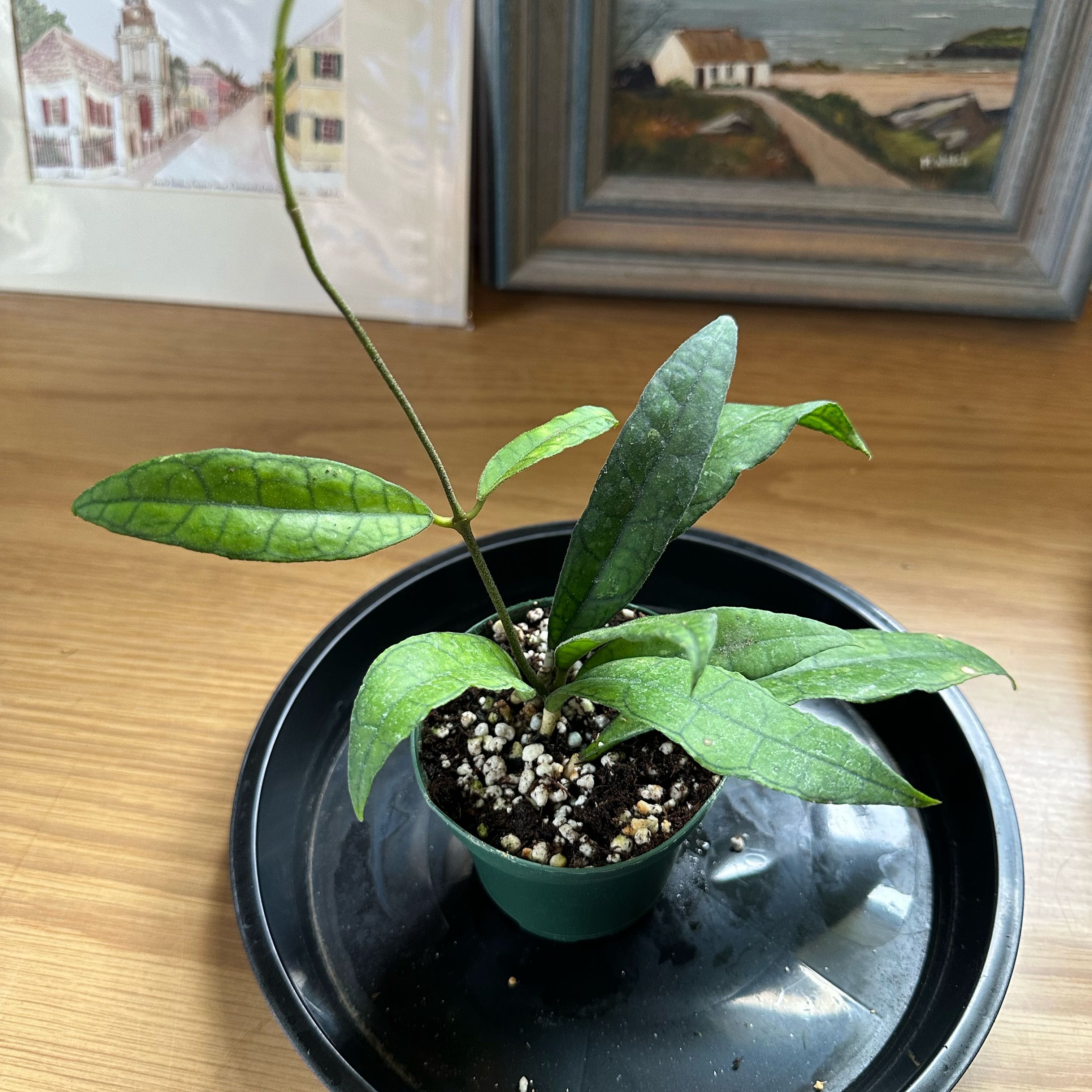 Photo of the plant species Hoya UT-073 by @sweetsucculent named Hamilton on Greg, the plant care app