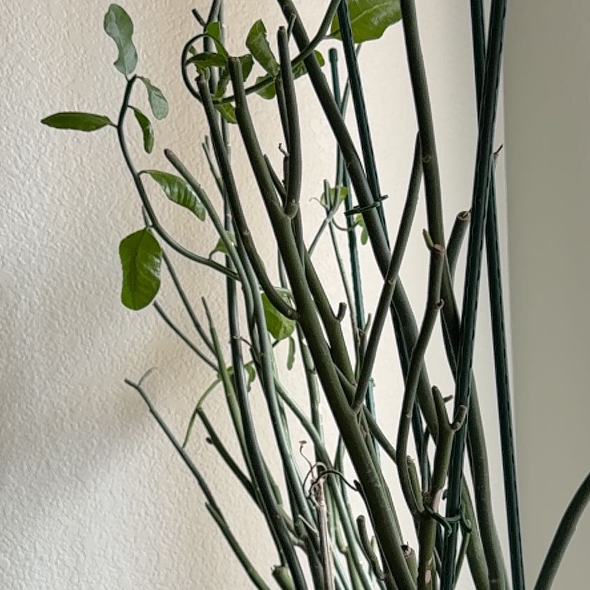 Photo of the plant species Tall Slipper Plant by @SleekFord34 named Big Joe on Greg, the plant care app