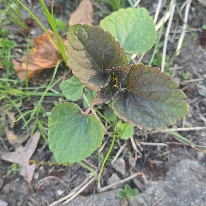 Photo of the plant species Anise-Hyssop by @WinPilea11 named Navajo on Greg, the plant care app