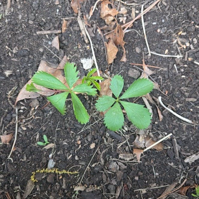 Photo of the plant species Scarlet Strawberry by @WinPilea11 named Fernie Mac on Greg, the plant care app