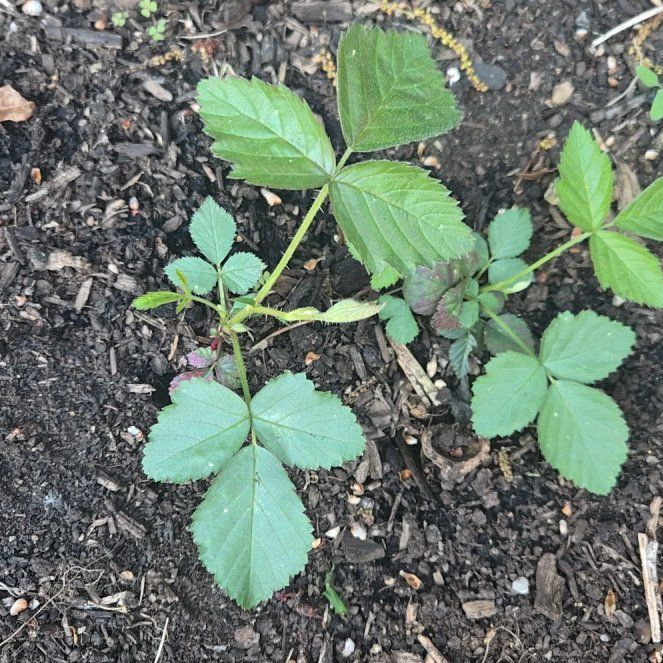 Photo of the plant species Armenian Blackberry by @WinPilea11 named Sahara on Greg, the plant care app