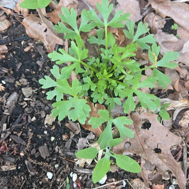 Photo of the plant species Blister Buttercup by @WinPilea11 named Willow on Greg, the plant care app