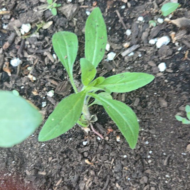 Photo of the plant species Daisy by @WinPilea11 named Terra on Greg, the plant care app