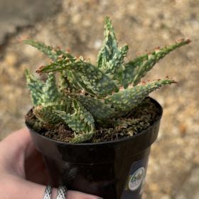 Photo of the plant species Aloe Oik by @FamedLovage29 named Huckleberry Fern on Greg, the plant care app