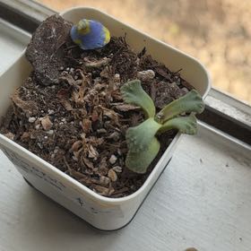 Photo of the plant species Titanopsis calcareum by @FamedLovage29 named Marley on Greg, the plant care app