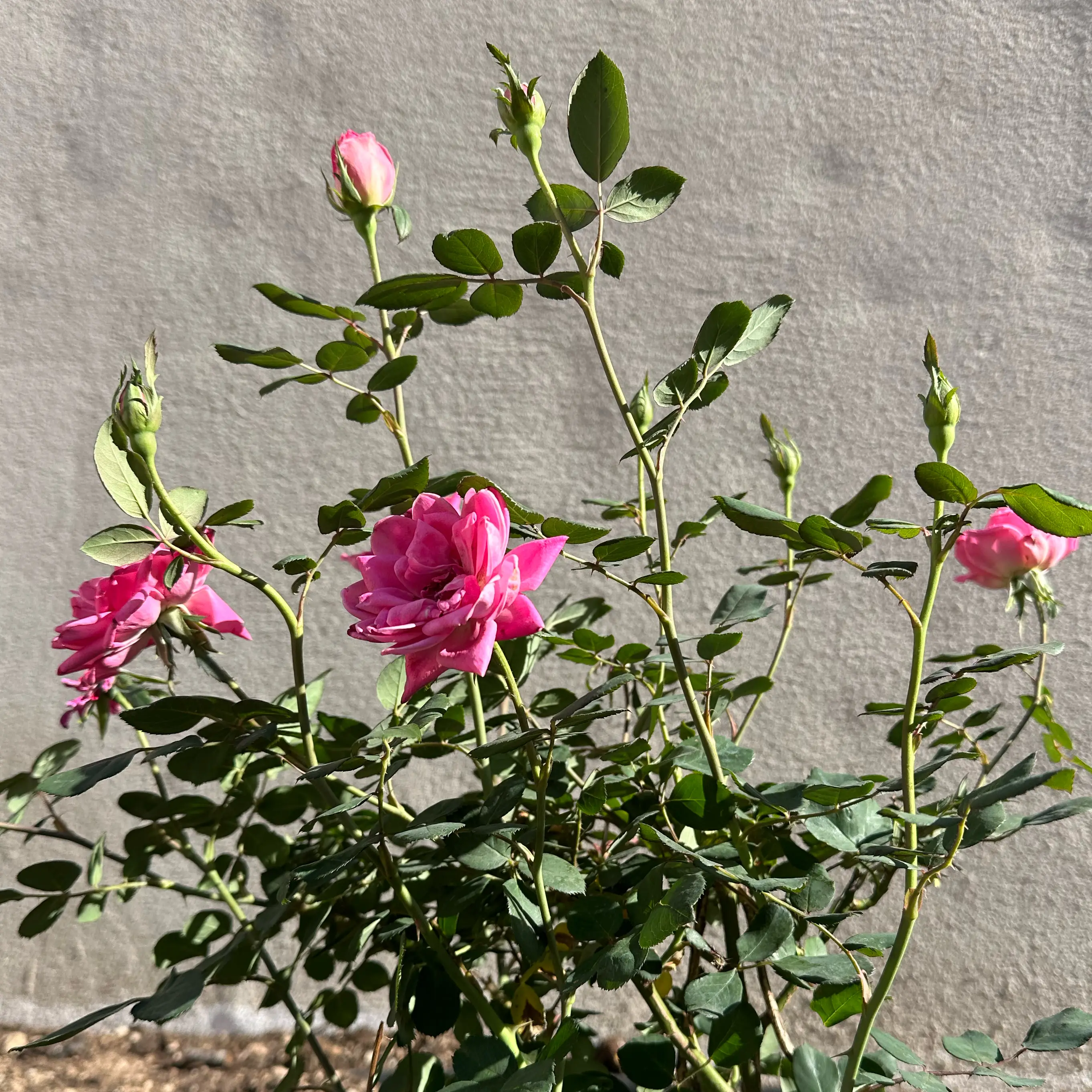 Photo of the plant species Pink Double Knock Out Rose by @SuperwomanChaya named Lola on Greg, the plant care app