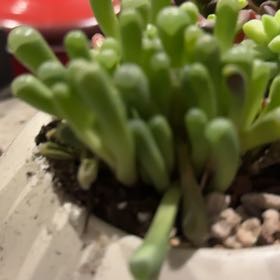 Photo of the plant species Baby Toes by @PunchyMaitake63 named Gregarious on Greg, the plant care app