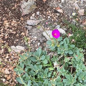 Photo of the plant species Rock Purslane by @PrimeIvy72 named Daphne on Greg, the plant care app