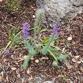 Photo of the plant species Purple Toadflax by @PrimeIvy72 named Bruce Lee on Greg, the plant care app