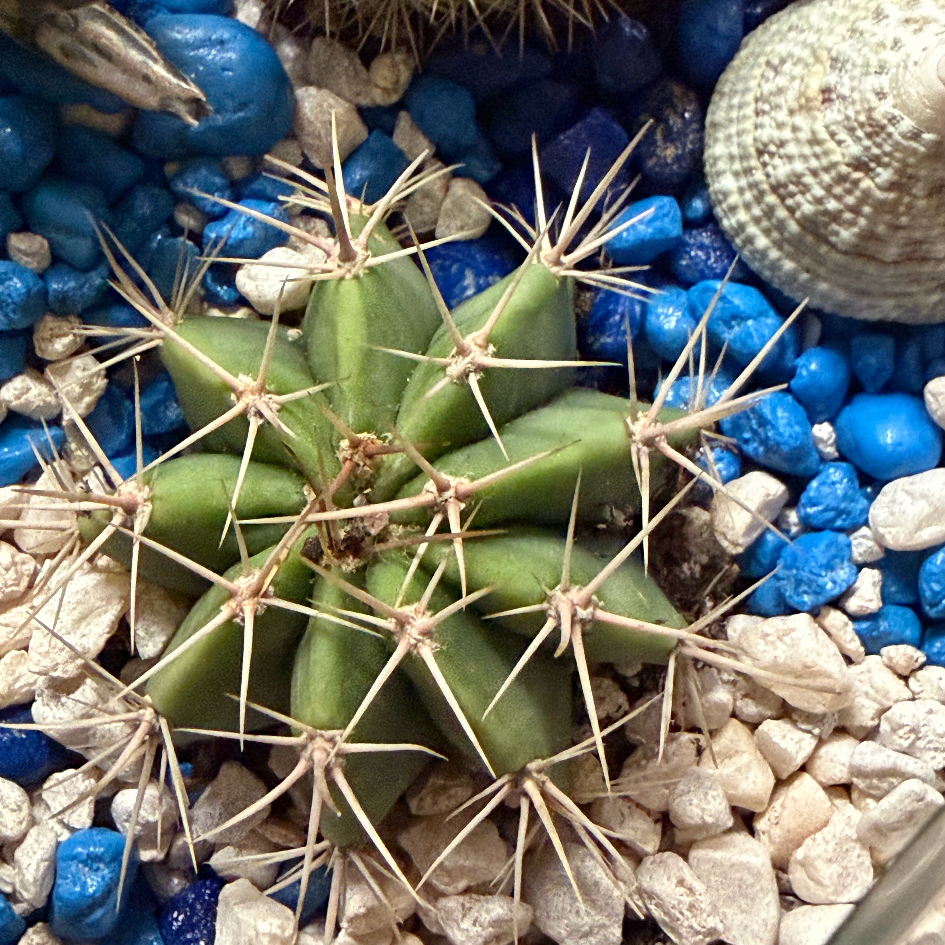 Photo of the plant species Devil's Pincushion by @SwiftLentil19 named Drake on Greg, the plant care app