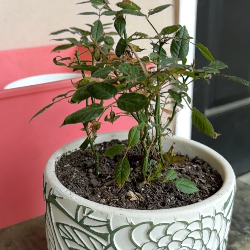 Photo of the plant species Mini Rose by @SwiftLentil19 named Figyonce on Greg, the plant care app