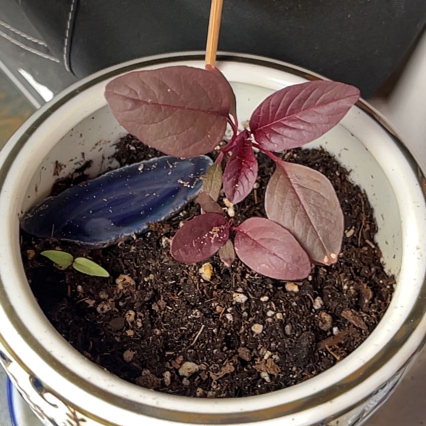 Photo of the plant species Mexican Grain Amaranth by @ModelRedpine47 named Fernie Mac on Greg, the plant care app