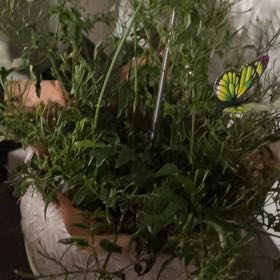 Photo of the plant species Sweet Alyssum by @ModelRedpine47 named Hamilton on Greg, the plant care app