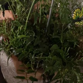 Photo of the plant species Sweet Alyssum by @ModelRedpine47 named Kylie on Greg, the plant care app