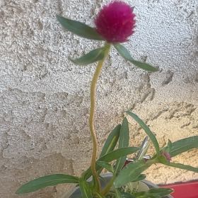 Photo of the plant species Globe Amaranth by @ModelRedpine47 named Marley on Greg, the plant care app