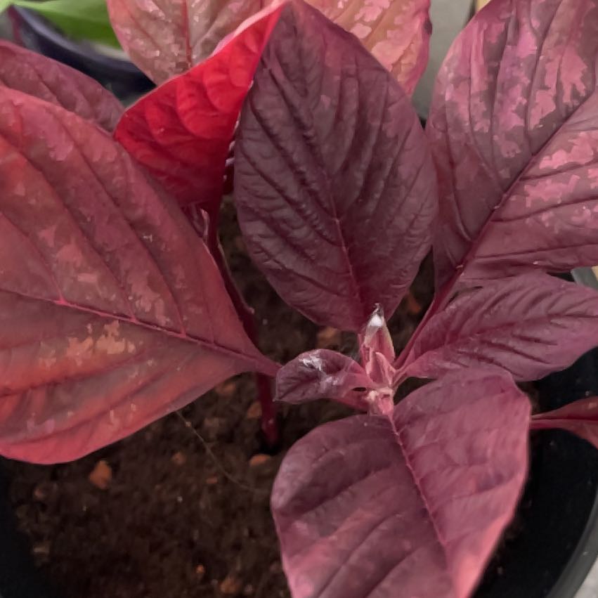 Photo of the plant species Prince's Feather by @ModelRedpine47 named Clooney on Greg, the plant care app