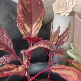 Photo of the plant species Amaranthus Cruentus by @ModelRedpine47 named Queen on Greg, the plant care app