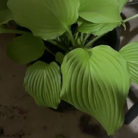 Photo of the plant species Hosta 'Dancing Queen' by @NeatLemon94 named Athena on Greg, the plant care app