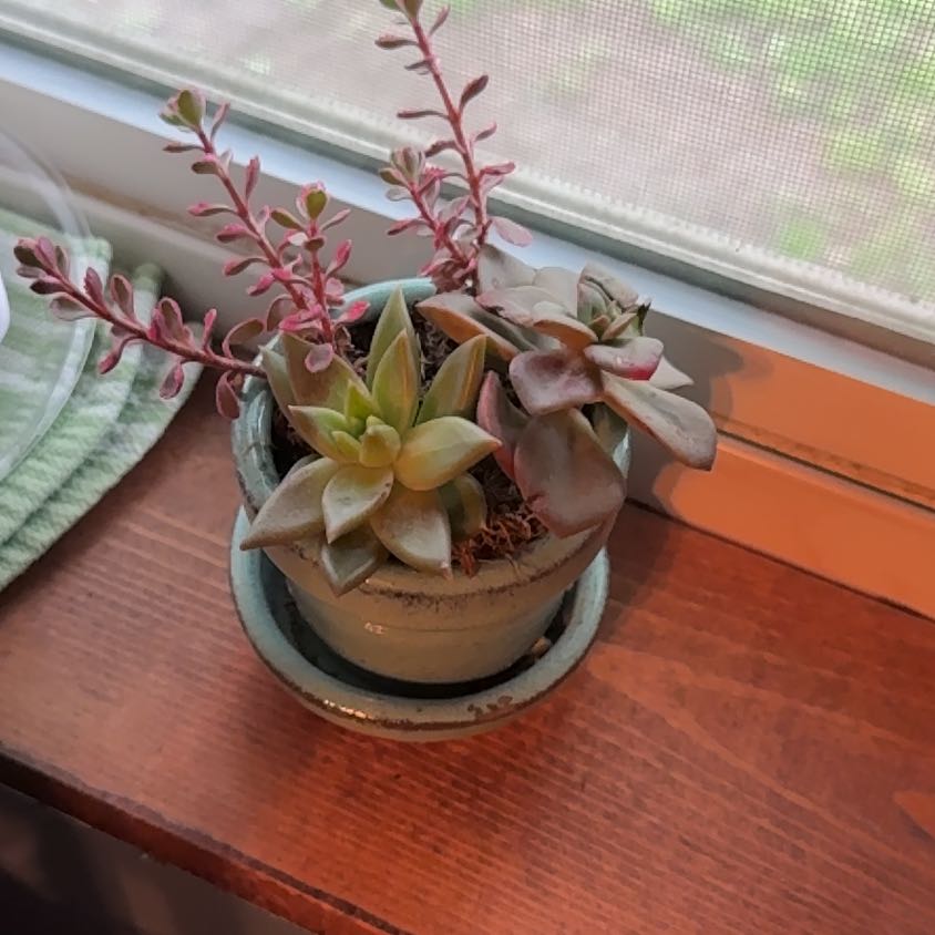 Photo of the plant species Succulent by @FitNiaouli19 named Emerson on Greg, the plant care app