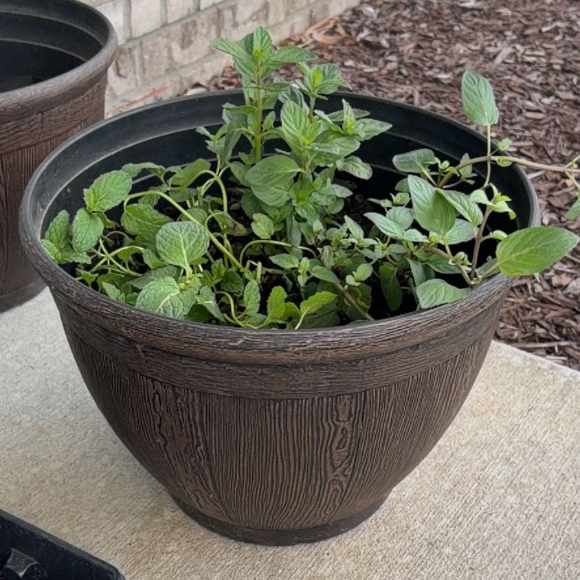 Photo of the plant species Peppermint by @SpiritedCactus named Sweet tea on Greg, the plant care app