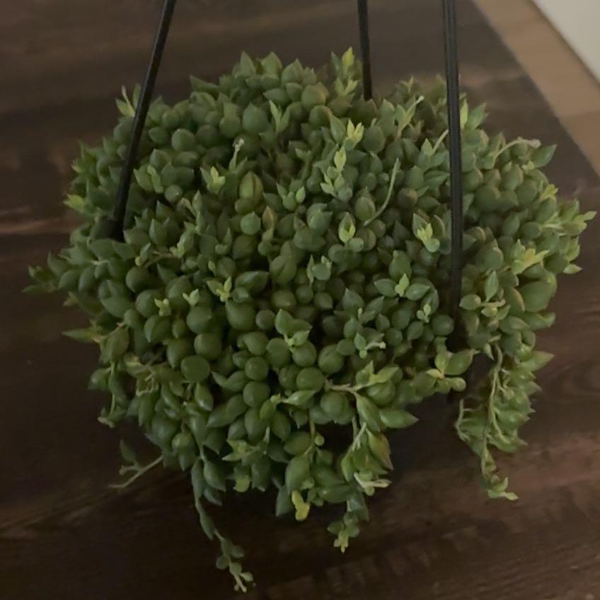 Photo of the plant species Mixed Succulent by @SirBonsai34 named Kesha on Greg, the plant care app