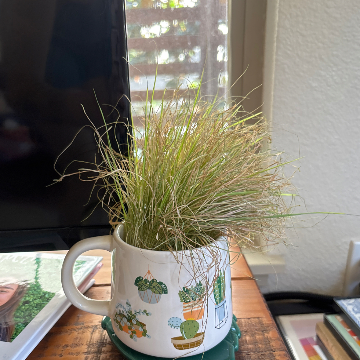 Photo of the plant species cat grass by @SirBonsai34 named Sir Plancelot on Greg, the plant care app