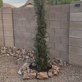 Photo of the plant species Cypress by @MightyOricad76 named Darwin on Greg, the plant care app
