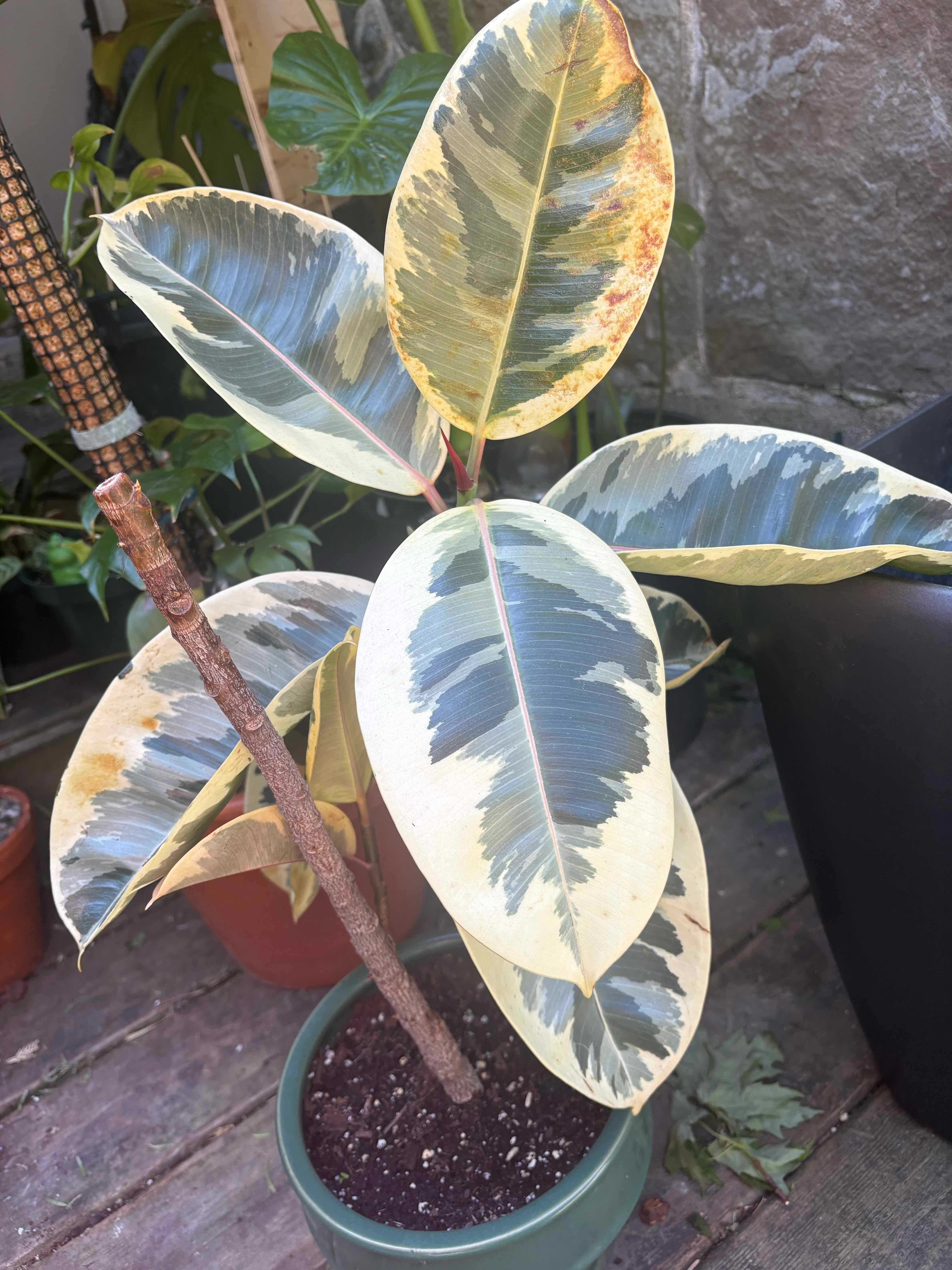 Rubber Plant plant photo by @EmmyAnenome named Montreeal on Greg, the plant care app.