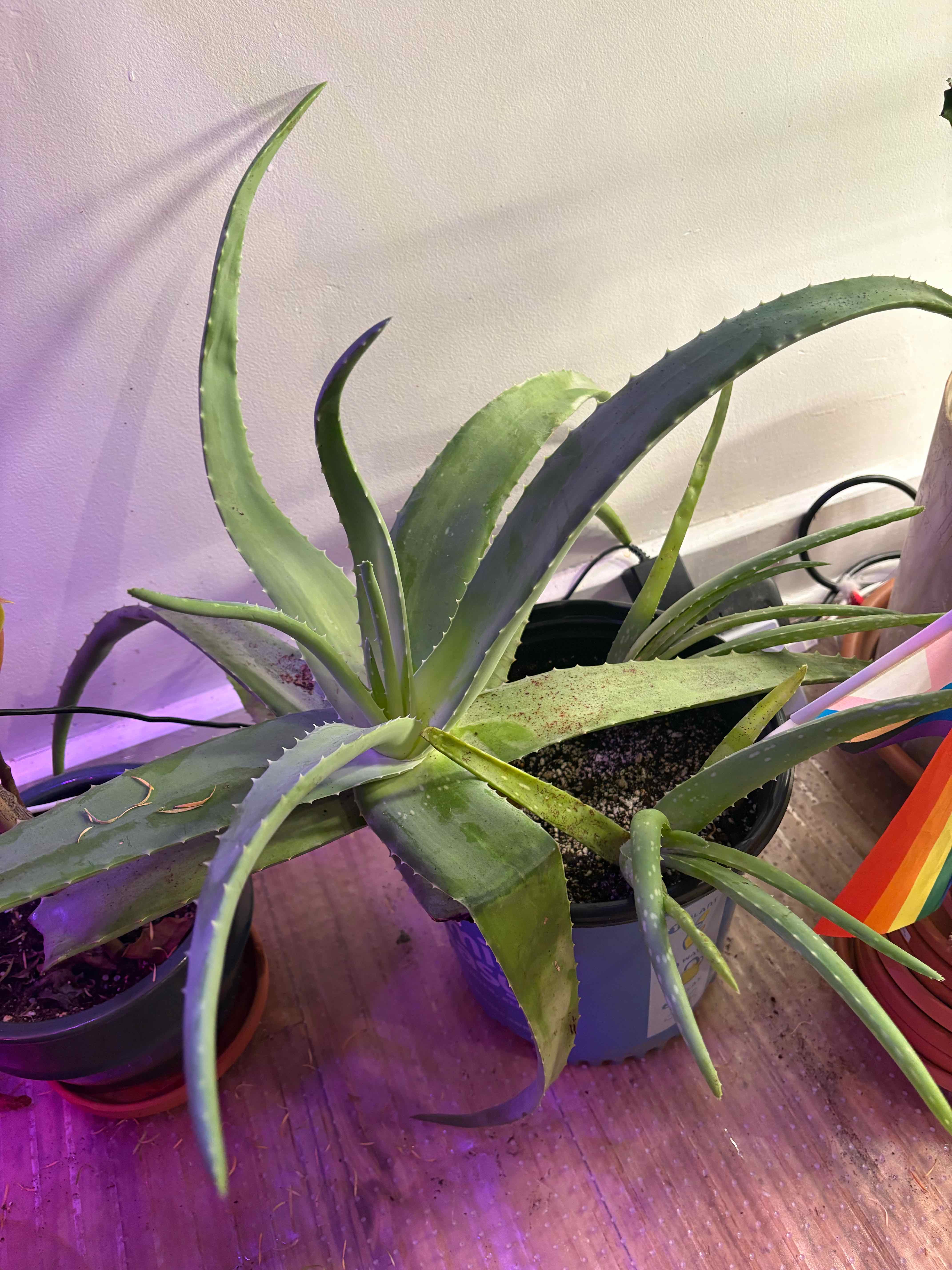 Aloe vera plant photo by @EmmyAnenome named Aloe You on Greg, the plant care app.