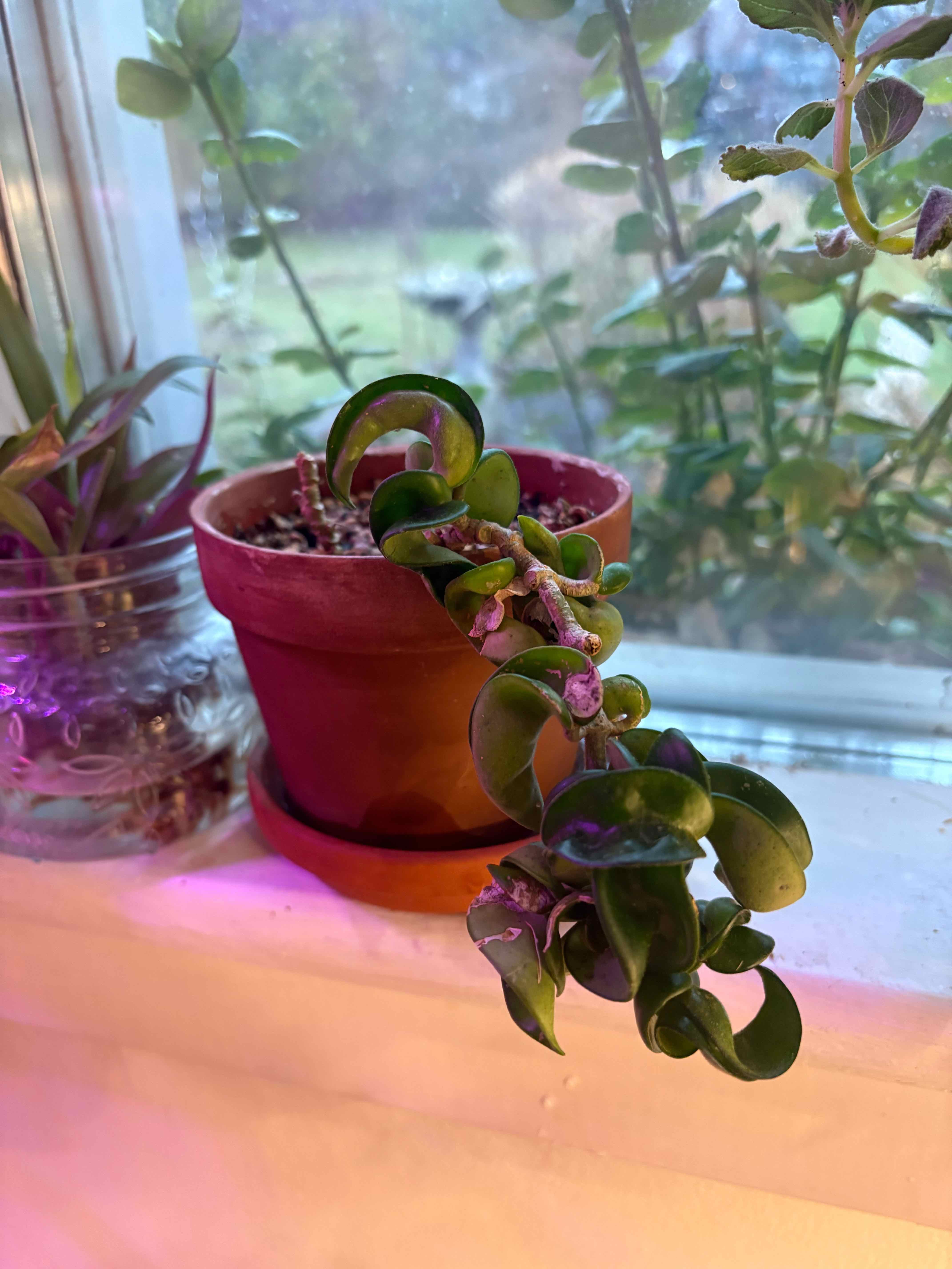 Hoya carnosa 'Compacta' plant photo by @EmmyAnenome named Bip n’ Bap on Greg, the plant care app.