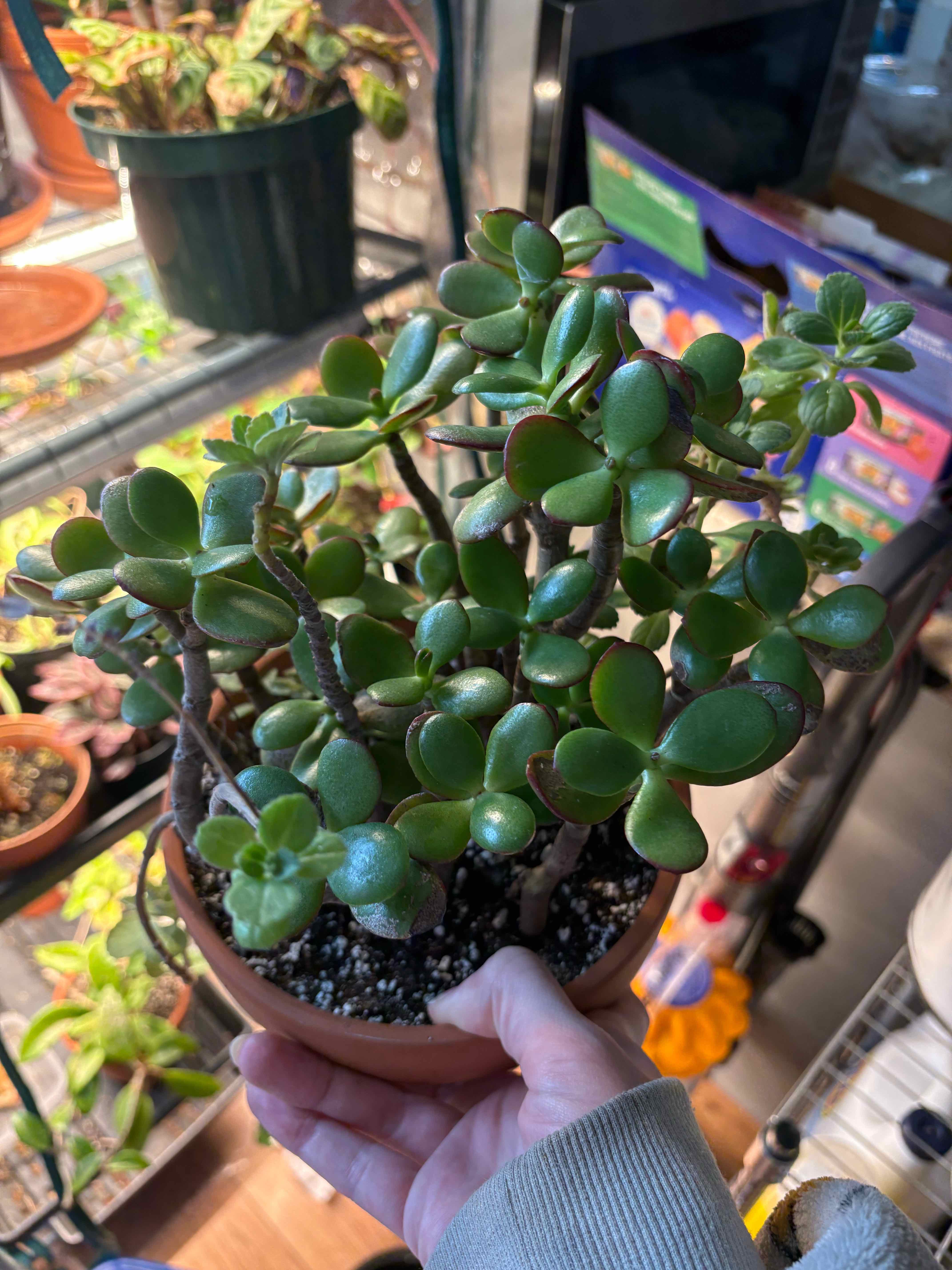 Lucky Plant plant photo by @EmmyAnenome named Bigleaf on Greg, the plant care app.