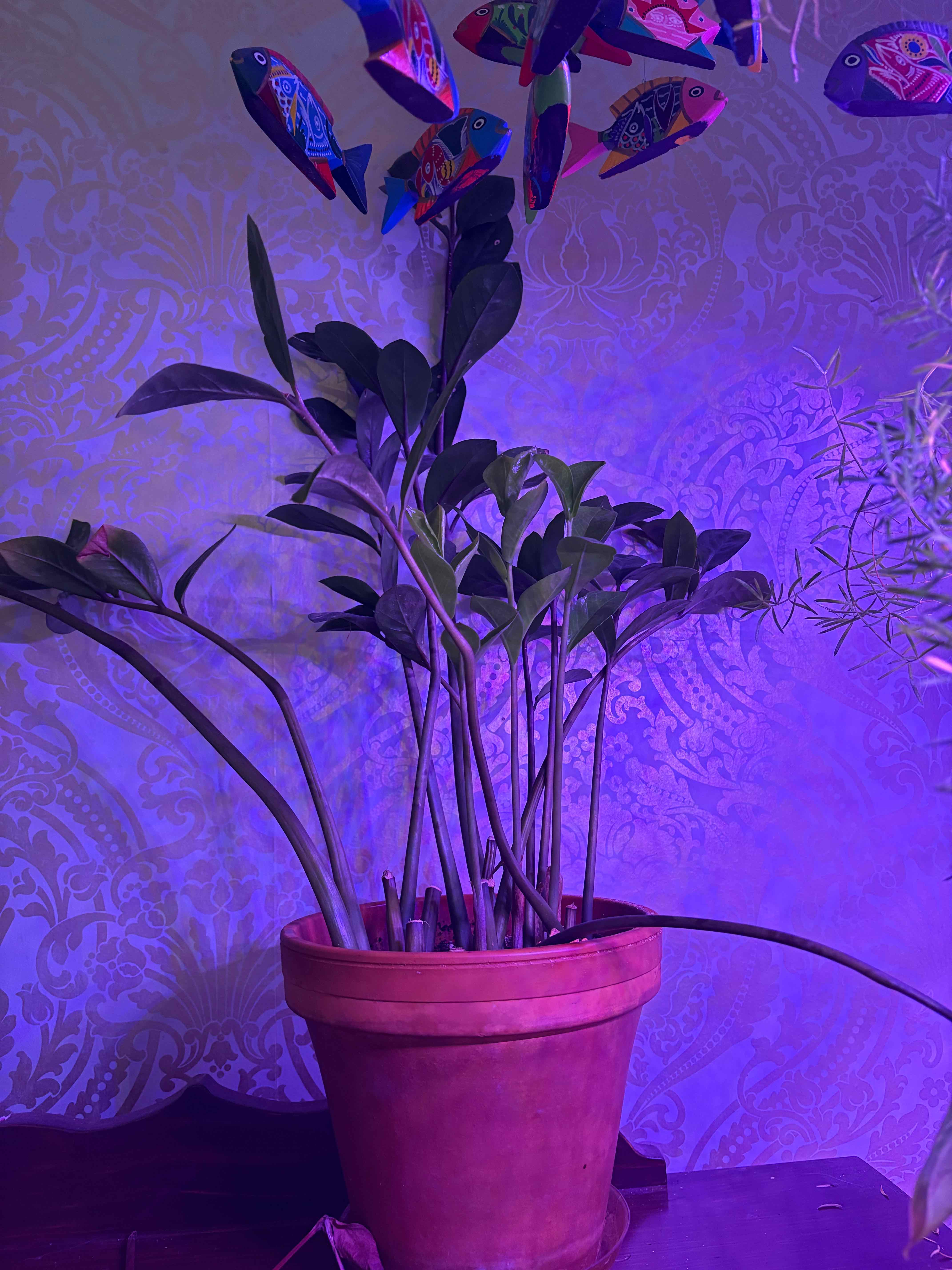 Zamioculcas Zamiifolia plant photo by @EmmyAnenome named Zuzu on Greg, the plant care app.