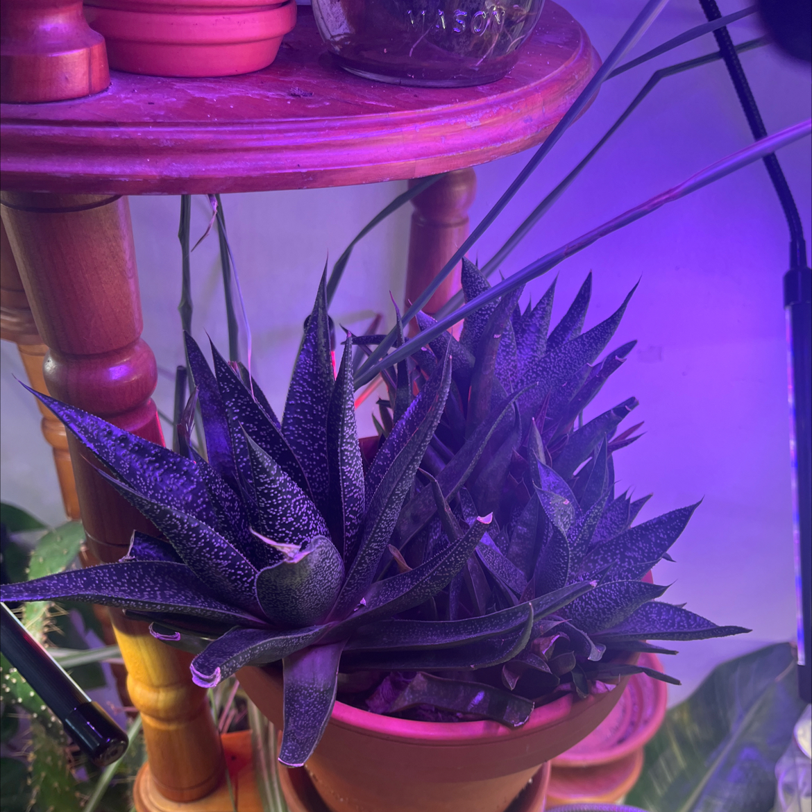 Gasteraloe 'Flow' plant in a pot on a wooden shelf under artificial lighting.